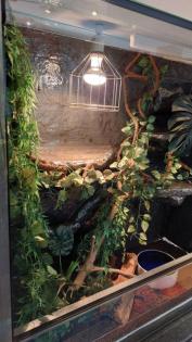Kornnatter m/w striped / black albino Schlangen 15 Jahre 2 Terrarien