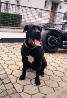 Cane Corso Rüde