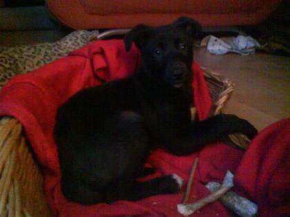 Bodercolli Schäferhundmix Welpen Mädchen sucht liebevolles neues Zuhause, ab s