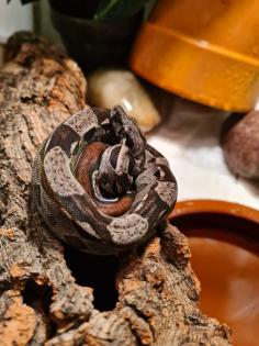 Boa constrictor imperator