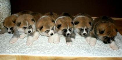 Akita Inu Welpen aus Top Verpaarung