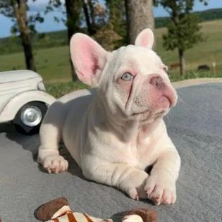 Französische Bulldoggenwelpen abzugeben.