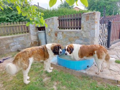 Welpen Moskauer Wachhund zu vergeben