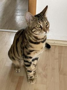 Bengal Kater
