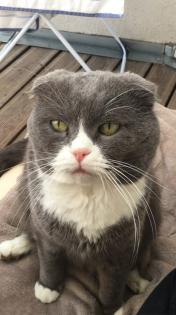 Süßer Scottish Fold in gute Hände zu Verschenken