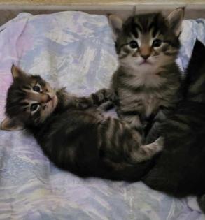 Norwegische Waldkatze Kitten/Baby