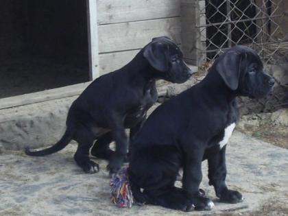 Deutsche Doggenwelpen