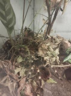 Acanthoscurria Geniculata 0. 1 Weißknie Vogelspinne