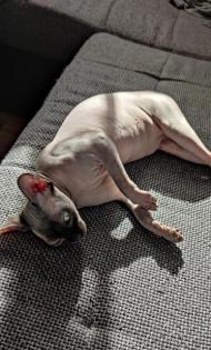 Sphynx Dame sucht neues Zuhause