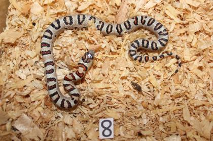 Lampropeltis Leonis Nachzucht 2024