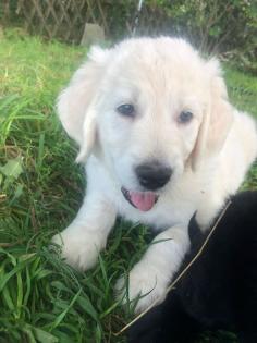 Goldendoodle, Welpen, Allergiker geeignet