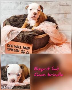 Old english bulldog Welpen OEB Bulldogge