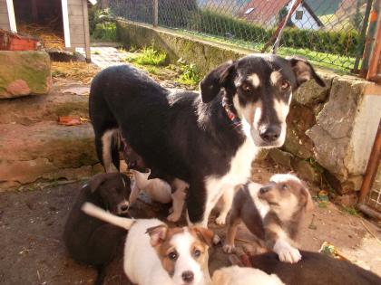 5 Mischlings Welpen suchen ein schönes Zuhause