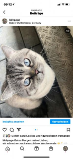 Deckkater BKH Silver tabby Blue Point Blutgruppe B
