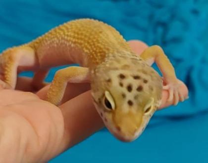 3. 1 Leopardgeckos versch. Morphs
