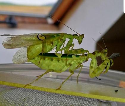Creobroter gemmatus, asiatische Blütenmantis, Gottesanbeterin, Mantis