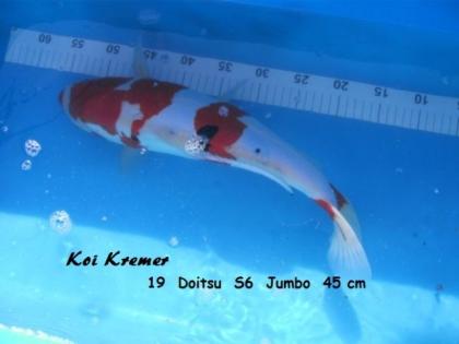 Koi Karpfen Kohaku Chagoi Utsuri Shusui Yamabuki Ogon Showa Benikumoro Doitsu Ko