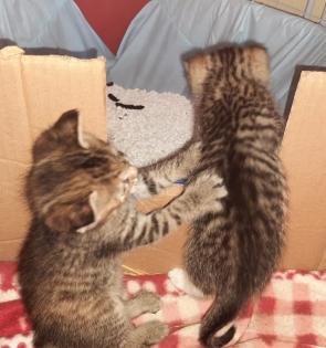 Kitten / Katzenbabys
