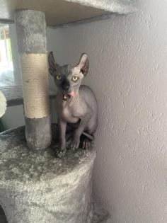 Sphinx-Elf Babykatzen