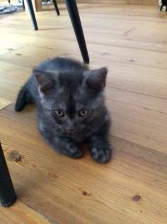 BKH -Kitten -Mix Kater