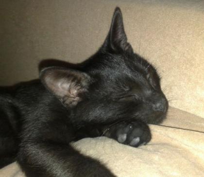 9 monate alter Kater in liebevolle Hände abzugeben