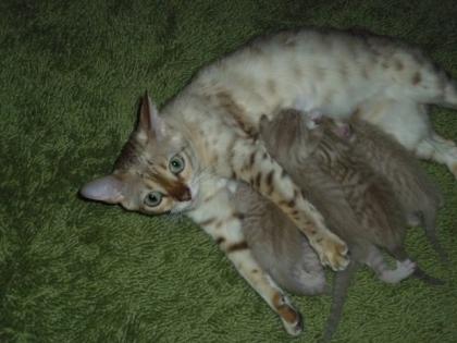Wunderschöne Bengal Siam Mix Kitten