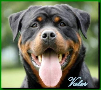 Kraeftige Rottweilerwelpen kupiert