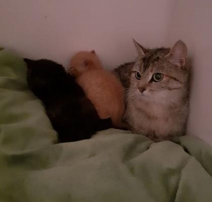 Kitten suchen liebevolles Zuhause aus dem Tierschutz