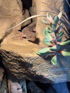 Terrarium inkl. einem Leopardgecko