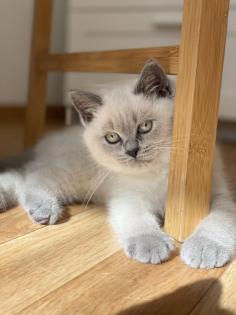 BKH British Kurzhaar reinrassig Blue Point Lilac Point