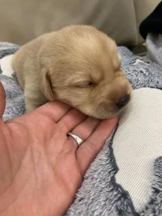 Labrador Welpen, reinrassig, Babylabradore