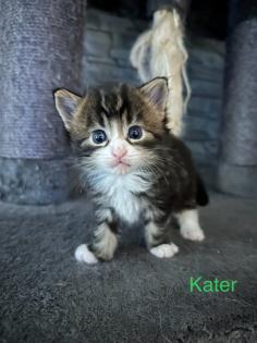 4 Maine Coon Kitten Kater