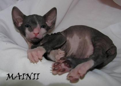 DON SPHYNX Babys