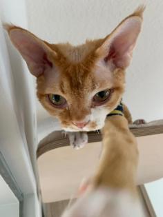 Devon Rex Kater Amour 10 Monate, kastriert - verspielt und sehr liebevoll