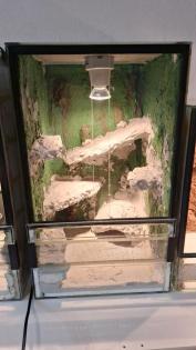 Terrarien Geckos Spinnen