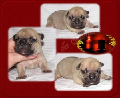 Französische Bulldoggen Rüden mit Papieren