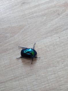 Protaetia speciosa cyanochlora Käfer