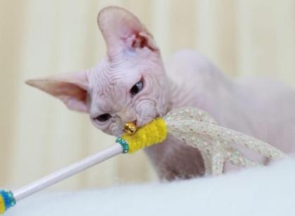 Sphynx katzen