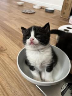 3 Katzenbabys zu vermitteln