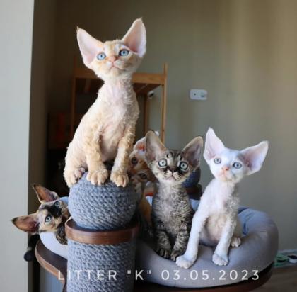 Reinrassige Devon Rex kitten
