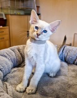 Traumhafte Balinesen Kitten suchen bald ihr neues Zuhause