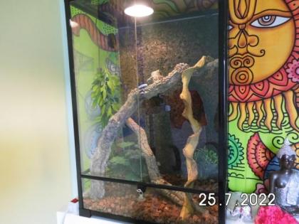 Schwarzstreifen Taggeckos in neuem Terrarium