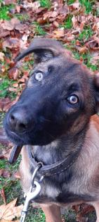 Malinois Welpe Hündin 15 Woche Belgische Schäferhündin Hund