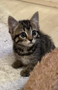 Süße verschmuste Britisch Kurzhaar, Britisch Langhaar und mix Kitten Katzenbabys aus liebevoller