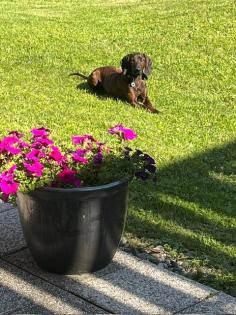 Bayerische gebirgsschweiss hund x Hannoveraanse schweisshund