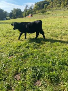 Welsh Black Rind Färse Bio