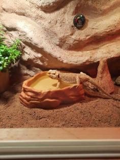 Bartagame mit Terrarium und Zubehör