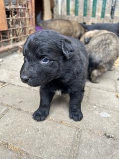Welpen Bordercollie x Harzer Fuchs