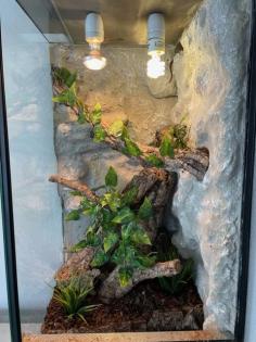 Terrarium 50x50x100 mit Besatz 2x Goldgecko Pärchen, 1x Tokay VB 110. -Euro
