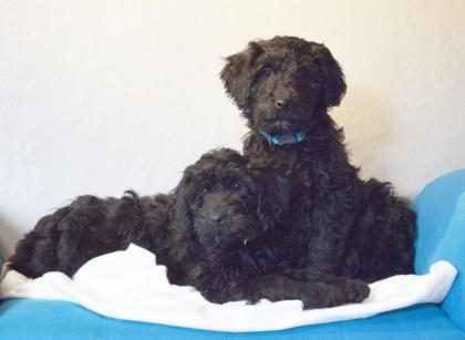 Zauberhafte Blackdoodle Goldendoodle Welpen abzugeben